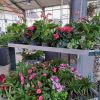 planzenverkauf4 planzenverkauf4