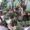 blumen dirr pflanzenverauf innen 1 05 03 blumen dirr pflanzenverauf innen 1 05 03