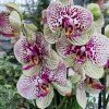 blumen dirr pflanzenverauf innen 2 05 03 blumen dirr pflanzenverauf innen 2 05 03