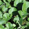 asarum europaeum asarum europaeum