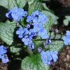 brunnera macrophylla  jack frost   