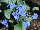 brunnera macrophylla  jack frost   