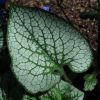 brunnera macrophylla  jack frost   