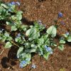 brunnera macrophylla jack frost brunnera macrophylla jack frost