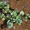 brunnera macrophylla  jack frost 