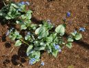 brunnera macrophylla  jack frost 