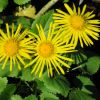 doronicum orientale  little leo   