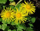 doronicum orientale  little leo   