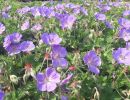 geranium wallichianum  rozanne 