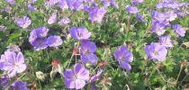 geranium wallichianum rozanne geranium wallichianum rozanne