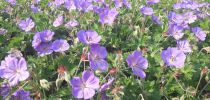 geranium wallichianum  rozanne 