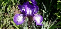 iris x barbata elatior  