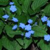 omphalodes verna  