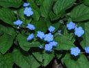 omphalodes verna  