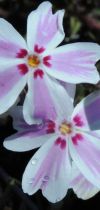 phlox subulata  candy stripes 