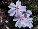 phlox subulata  candy stripes 