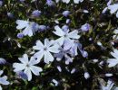 phlox subulata  emerald cushion blue 