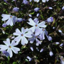 phlox subulata  emerald cushion blue 