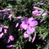 phlox subulata  mcdaniel s cushion 