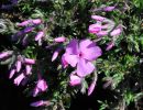 phlox subulata  mcdaniel s cushion 