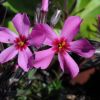 phlox subulata  scarlet flame 