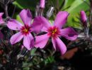 phlox subulata  scarlet flame 