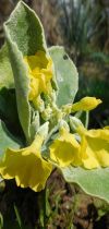 primula auricula primula auricula