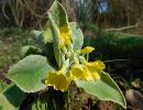 primula auricula