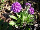 primula denticulata