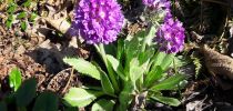 primula denticulata primula denticulata