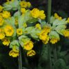 primula veris primula veris