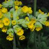 primula veris