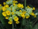 primula veris