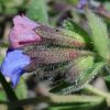 pulmonaria officinalis