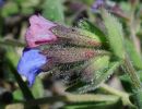 pulmonaria officinalis