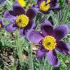 pulsatilla vulgaris  