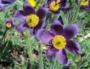 pulsatilla vulgaris  