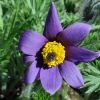 pulsatilla vulgaris  