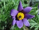 pulsatilla vulgaris  