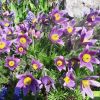 pulsatilla vulgaris pulsatilla vulgaris