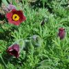pulsatilla vulgaris rubra pulsatilla vulgaris rubra