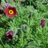 pulsatilla vulgaris rubra  