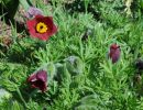 pulsatilla vulgaris rubra  