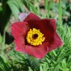 pulsatilla vulgaris rubra  