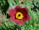 pulsatilla vulgaris rubra  