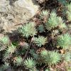 sedum forsterianum ssp. elegans sedum forsterianum ssp. elegans