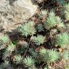 sedum forsterianum ssp. elegans  