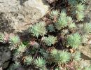 sedum forsterianum ssp. elegans  