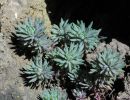 sedum forsterianum ssp. elegans  