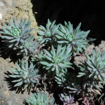 sedum forsterianum ssp. elegans  